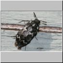 Megatoma undata - Speckkaefer m01 7mm.jpg